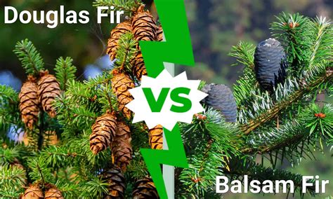 Douglas Fir vs. Balsam Fir - A-Z Animals