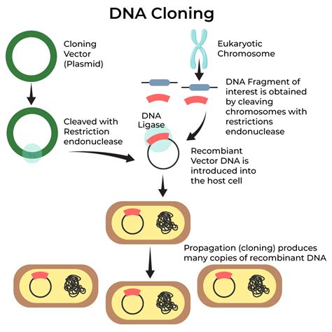 DNA Cloning - Definition, Steps, and Methods - GeeksforGeeks