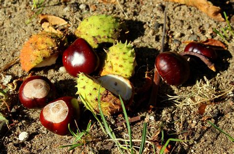 Who Remembers Hunting for and Playing Conkers?