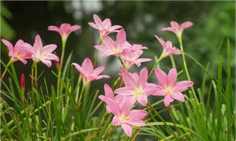 Hoa tóc tiên hồng - Zephyranthes rosea - Trồng Hoa