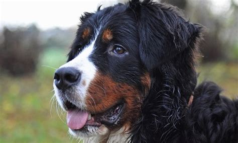 Bernese Mountain Dog Training Tips| Canna-Pet®