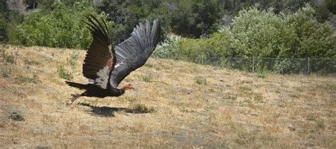 Wind energy company invests in California condor breeding - The Wildlife Society