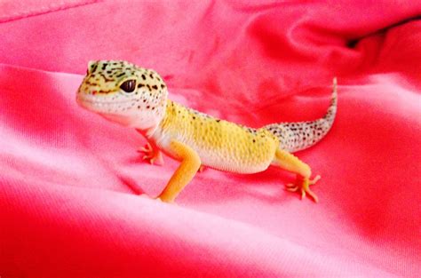 Pretty in Pink! Leopard Gecko | Leopard gecko, Gecko, Pretty in pink