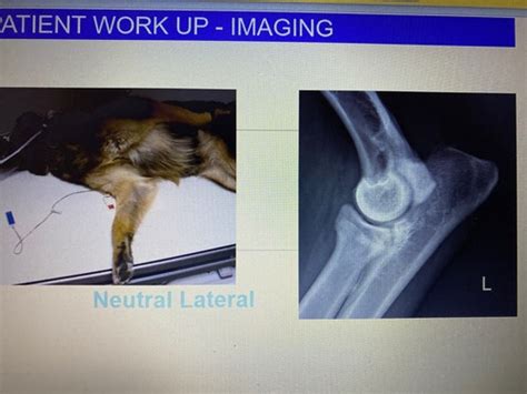 Elbow Dysplasia Flashcards | Quizlet