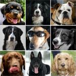 Dogs Free Stock Photo - Public Domain Pictures
