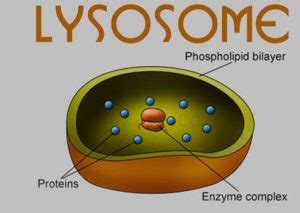 Lysosomes Functions | Definition | Structure | Diagram