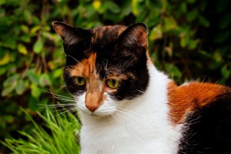 Calico Cat | Cat Breeds | zooplus Magazine