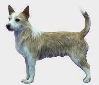 The Akc Recognizes Iii Novel Canis Familiaris Breeds Inwards 2013 | Run Across The Breeds ...