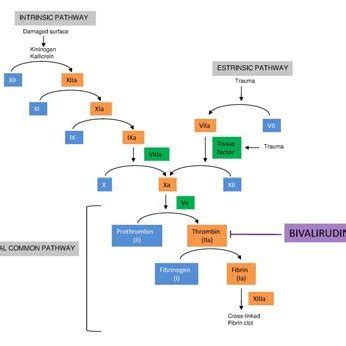 The clotting cascade and role of bivalirudin. | Download Scientific Diagram