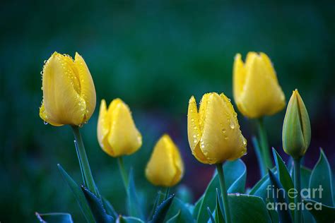 raindrops on Tulips Photograph by Rima Biswas - Fine Art America