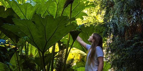 Heligan Jungle Giants Summer Holiday Adventure