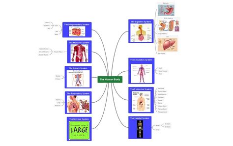 Body System Concept Map Template | EdrawMind