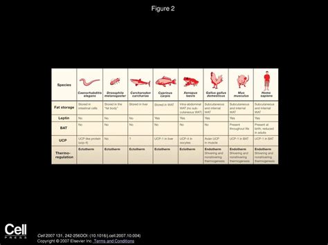 Developmental Origin of Fat: Tracking Obesity to Its Source - ppt download