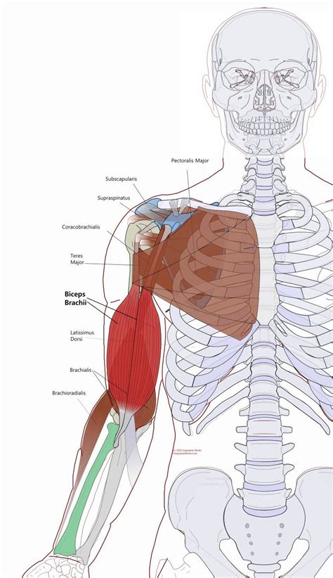 Biceps Brachii - Functional Anatomy - Integrative Works | Biceps ...