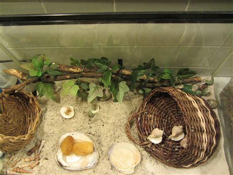 hermit crab habitat - Google Search | Hermit crab, Hermit crab habitat, Hermit