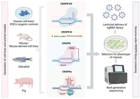 Crispr Cas9 Ppt | Bruin Blog