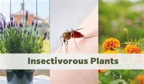 Insectivorous Plants - 10 Plants To Keep Your Home Insect Free