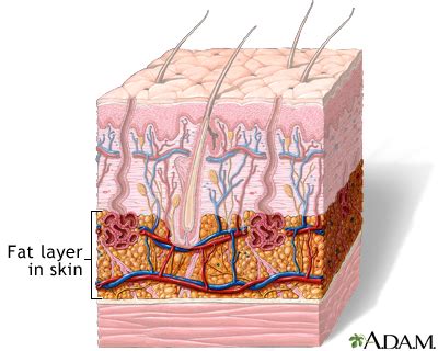 Fat layer in skin: MedlinePlus Medical Encyclopedia Image