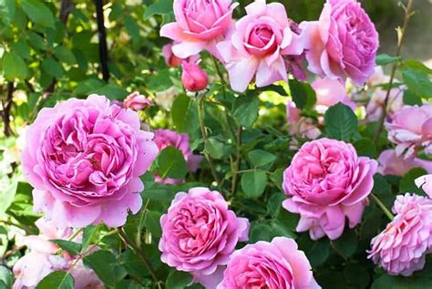 Rose Bushes for Sale - Buying & Growing Guide - Trees.com | Types of roses, Floribunda roses, Rose