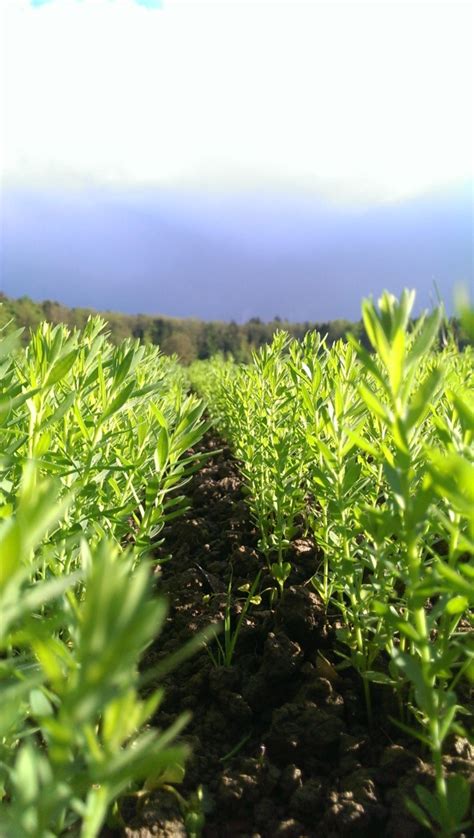 Flax harvesting - pulling the plant for retting on ground