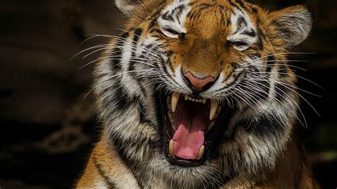 White tiger, Roaring, 4K, HD Wallpaper | Rare Gallery