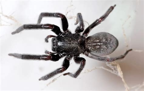 Incredible Things About Black House Spider – Animal Encyclopedia