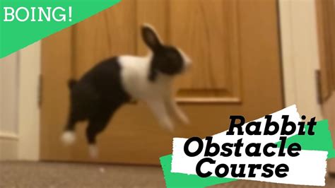 Cute And Funny Bunny Rabbit Attempts An Obstacle Course - YouTube