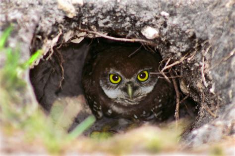 Burrowing Owl #8 in Nest | Making eye contact...owlet lookin… | Flickr