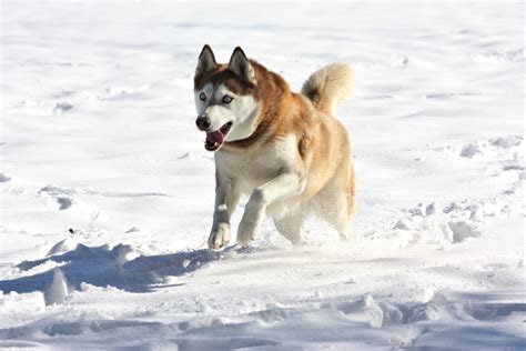 Siberian Husky Playing In Snow Free Stock Photo - Public Domain Pictures