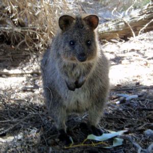 Quokka - Facts, Diet, Habitat & Pictures on Animalia.bio | Quokka, Australia animals, Australian ...