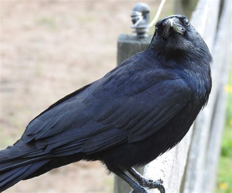 Fish Crow vs. American Crow??? - Winter Crow Roost