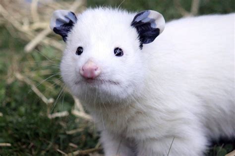 This is Daisy, a white oppossum by Neva Swensen | Albino animals, Cute animal memes, Melanistic ...