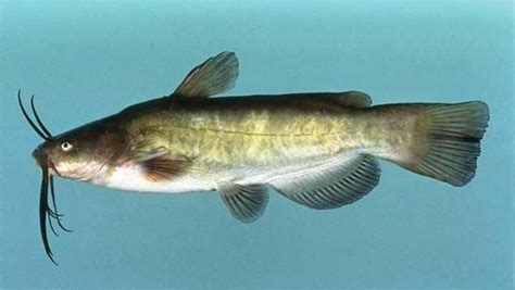 Bullhead | catfish | Britannica