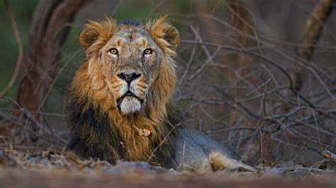 The Guide: Gir National Park | RoundGlass | Sustain