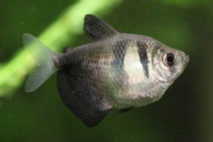 Black Skirt Tetra Care Guide - Diet, Breeding & More