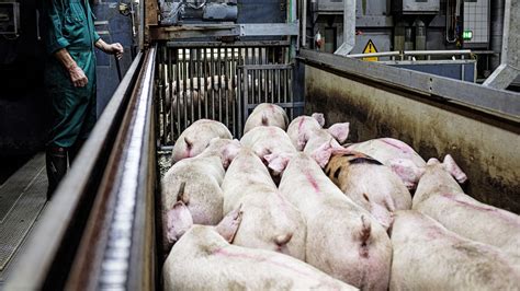 Welfare of pigs being handled, stunned and bled in the slaughterhouse - EURCAW-Pigs