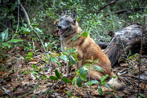 When Cadaver Dogs Pick Up a Scent, Archaeologists Find Where to Dig - The New York Times