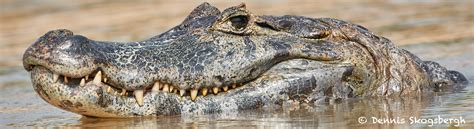 8062 Caiman, Pantanal, Brazil - Dennis Skogsbergh PhotographyDennis Skogsbergh Photography