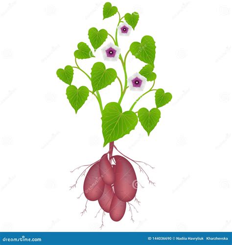 Sweet Potato Plant with Flowers and Tubers on White Background. Stock Vector - Illustration of ...