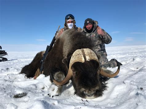 Musk Ox hunting dreams come true quickly