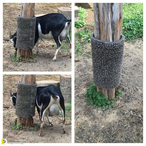 Smart goat and sheep hay feeder ideas – Artofit