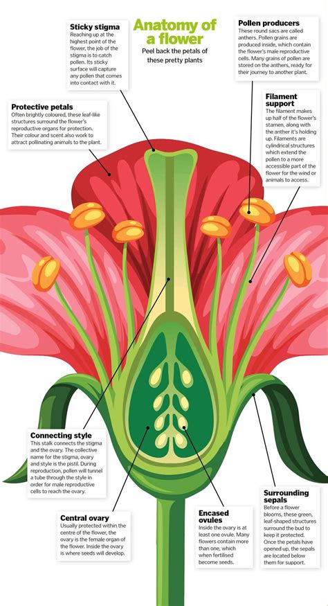 Read Anatomy Of A Flower Online