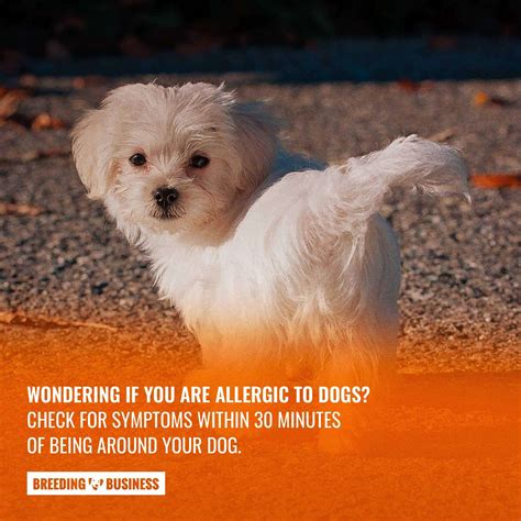 Hypoallergenic Dogs – Breeds, Allergens & Allergy-Free Dogs