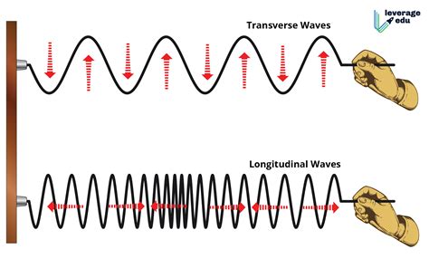 Transverse vs Longitudinal Wave - Leverage Edu