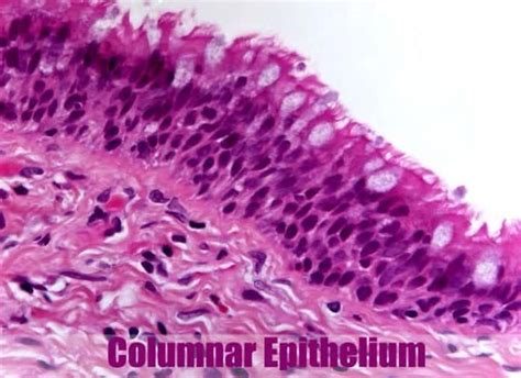 Pseudostratified Columnar Epithelium | Histology, Anatomy & Types