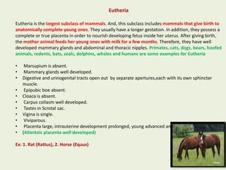 Comparative pro,mete,& eutheria, features of prototheria to eutheria,& affinity to pro,meta ...