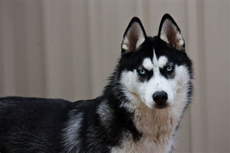 Pin by Grazi Cullen Winchester Haris on Dog - Husky | Alaskan dog, Snow dogs, Siberian husky