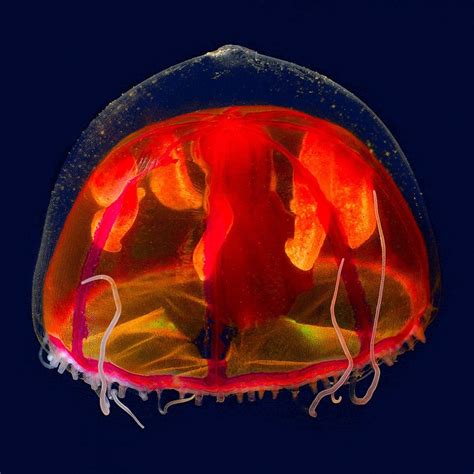Deep-sea Jellyfish | Under the Sea | Pinterest