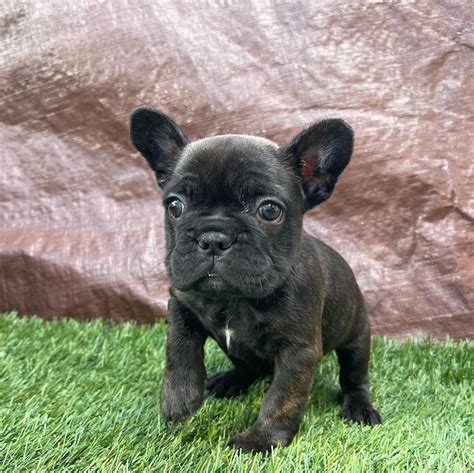 French Bulldog Breeders Near Me/