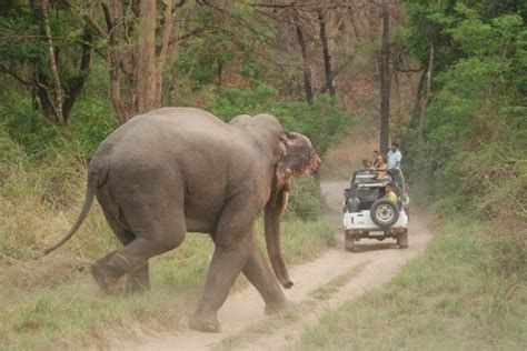 Durgadevi Jeep Safari / Elephant Safari, Jim Corbett National Park - Timings, Safari Cost, Best ...